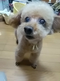 ドッグサロン／クラーレ川中島店でトリミング／２１年８月１３日