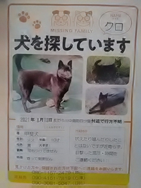 甲斐犬／８月１８日に川中島四ツ屋付近で行方不明になりました