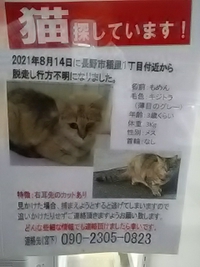 長野市稲里１丁目付近で８月１４日から猫が行方不明