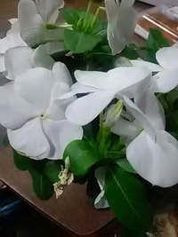 鬼無里のガソリンスタンドで花を買いました／７月１３日
