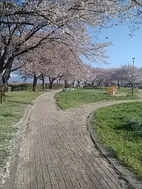 牛島輪中公園の桜は散り始め／２１年４月１１日午前６時半頃