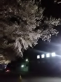 アークスの夜桜／２１年３月３１日午後８時半頃