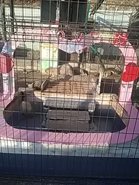 バレンタインＺＯＯ／須坂市動物園／２１年２月１３日