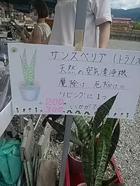 サンスベリア／松代月の駅スポ市／旧長電松代駅