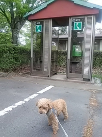 愛犬と川中島古戦場を散歩／２１年５月５日午後３時頃