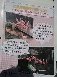祝５３歳／フラミンゴ／長寿動物を祝おう／須坂市動物園／９月２０日