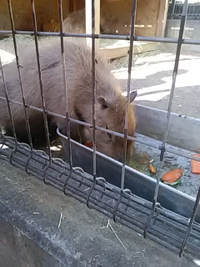 敬老の日の須坂市動物園その２／２１年９月２０日