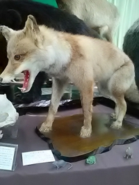 戸隠の森のヒミツ／森にすむ生き物たち展／戸隠地質化石博物館