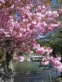 関山／カンザン／バラ科桜属／臥竜公園／２１年４月２４日