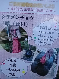 祝１４歳／シチメンチョウ／晴君／長寿動物を祝おう／須坂市動物園