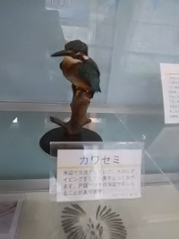 戸隠の森のヒミツ／森にすむ生き物たち／鳥／戸隠地質化石博物館