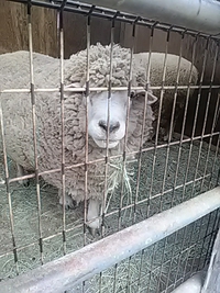 １ヶ月ぶりの須坂市動物園／２１年４月２４日
