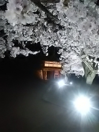松代城址／夜桜が満開／２１年４月５日午後８時半頃