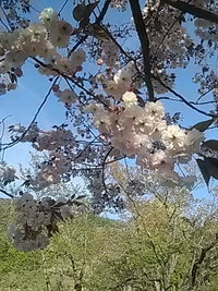 フゲンゾウ／臥竜公園／２１年４月２４日