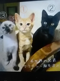 ８月２２日／篠ノ井で保護猫譲渡会開催／ながの鈴ねこの会