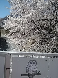 茶臼山動物園の桜が満開／２１年４月１０日午前１１時頃