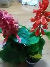 須坂創成高校生が栽培した花／２１年６月１９日