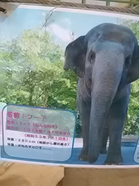 象のフー子さんは４３歳／茶臼山動物園開園から所属