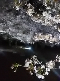 松代城址の桜は散り始め／２１年４月７日午後８時半頃