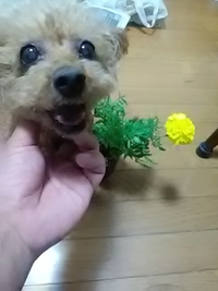 大丸屋商店の花／臥竜公園内／２１年７月１７日