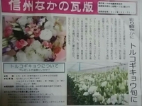 彩り鮮やかトルコギキョウ／信州なかの瓦版