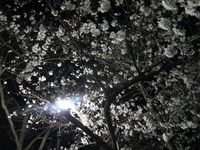 城山の花見