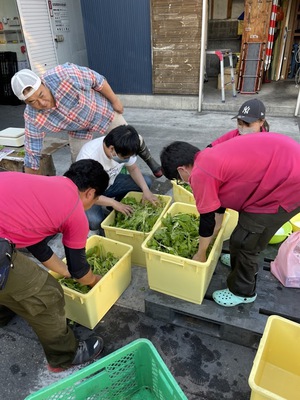 野沢菜漬け