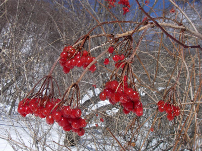 晴れの日の雪景色♪