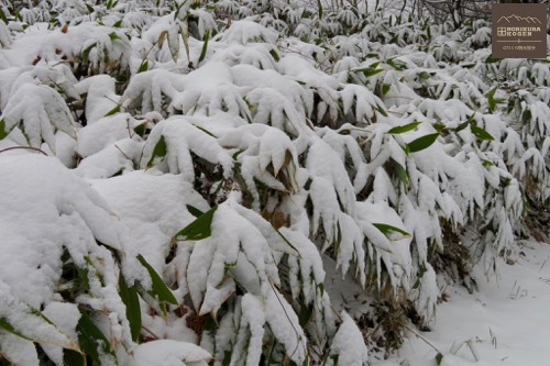 20171124雪で笹がお辞儀^^