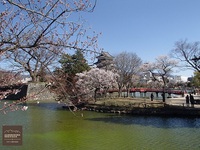 松本城の桜と雪景色