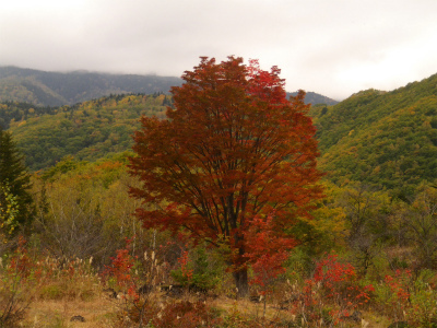 ３連休の紅葉は？