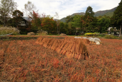 秋の風景が爽やかです！