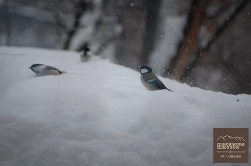 野鳥たち、雪景色の中元気、元気！