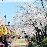 臥竜公園で桜をみたら