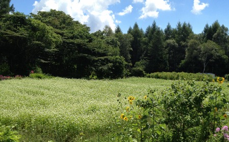 秋そばの花はまもなく見頃を迎えます