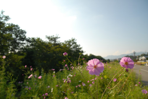 秋の桜 (Nikon D200)
