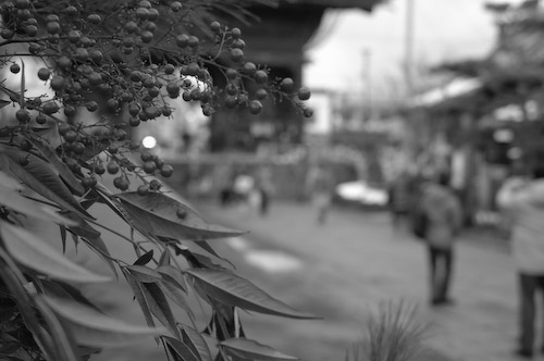 ちいさな春の訪れ (EPSON R-D1s Biogon T* 2/35)