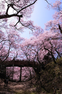 高遠の桜
