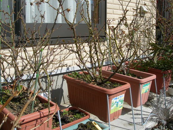 植え替え、植え替え～