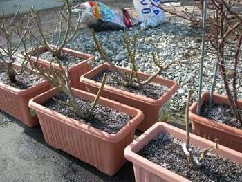 植え替え、植え替え～