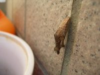 ピ～ンチ！