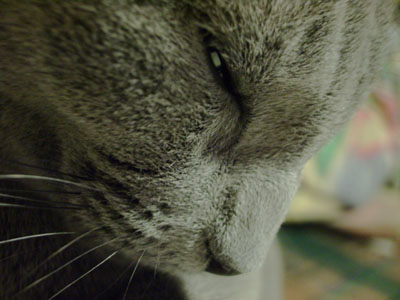猫