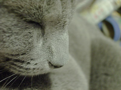 猫