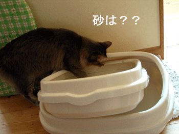 砂はどこ？