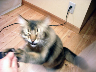 マタタビ兄弟