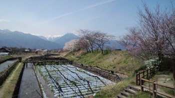 安曇野の春