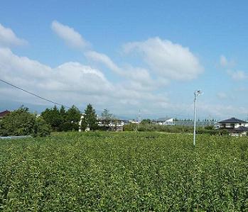 空と緑と風