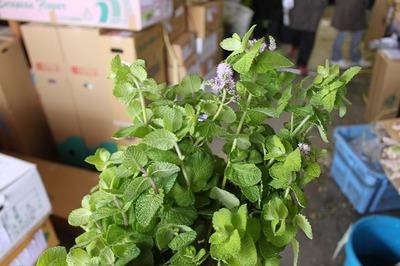 切花 入荷情報 10/1 vo1