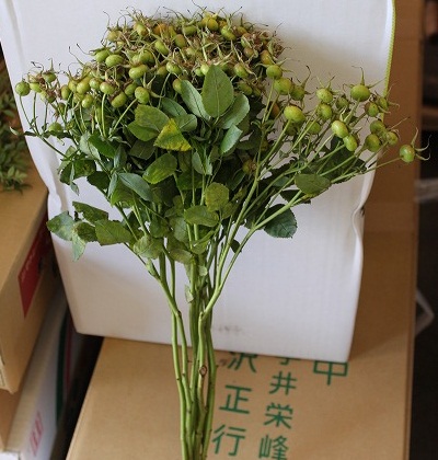 切花 入荷情報 9/3 vo2
