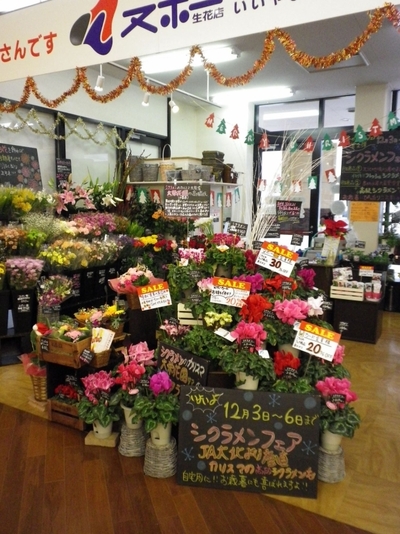 飯山店「シクラメンフェア開催中」